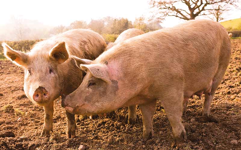 Aldi plant Aktionen für Schweinefleisch