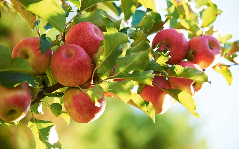Aldi Süd verkauft erste eigene Apfelsorte