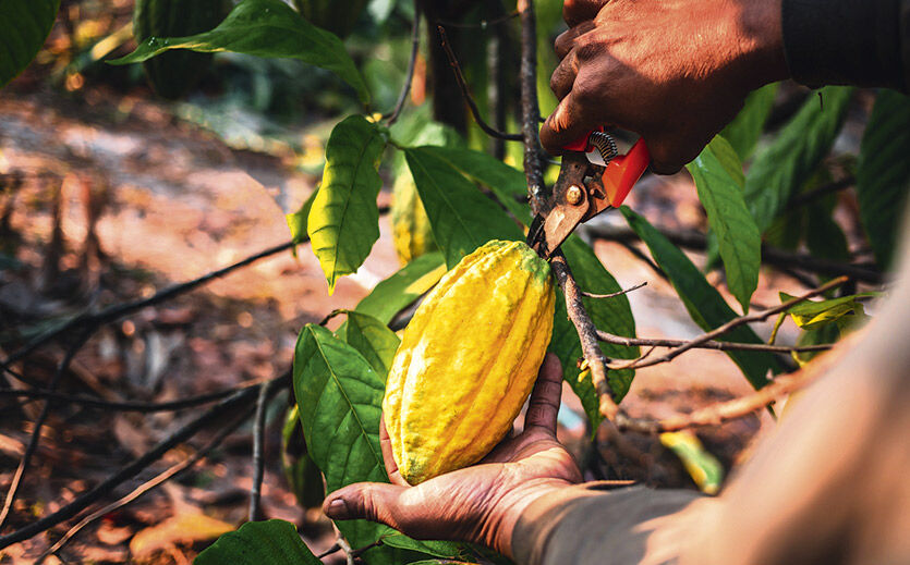 Kakao wird knapp und teuer