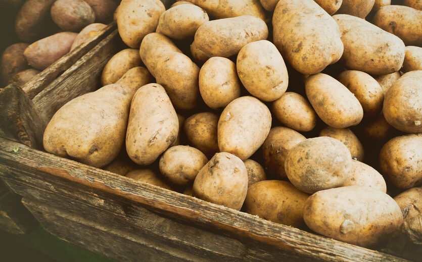 Artikelbild Hitze erschwert Kartoffelernte