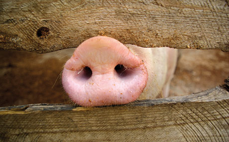 Artikelbild Weniger Schweinefleisch nach Deutschland geliefert