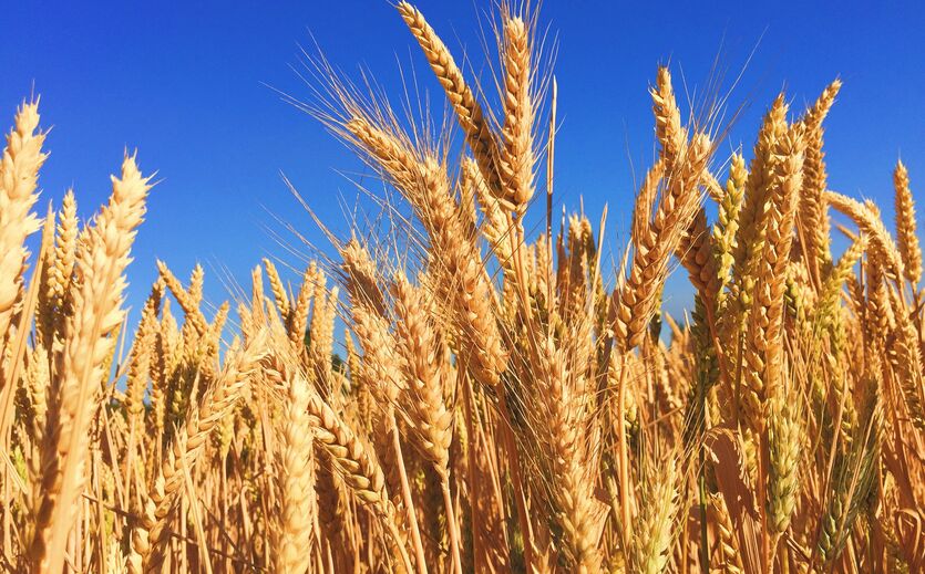 Artikelbild Einfuhrzoll auf russisches Getreide erhöht 